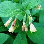 Symphytum tuberosum Flor