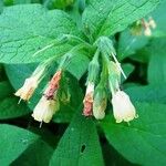 Symphytum tuberosum Flower