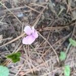 Cyclamen hederifoliumBlomst