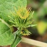 Arctium minus പുഷ്പം