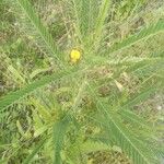 Sesbania herbacea Leaf