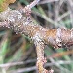 Quercus robur Bark