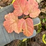 Viburnum acerifolium Ліст