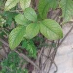 Rosa laevigata Leaf