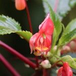 Impatiens auricoma Blomst