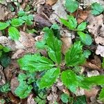 Cardamine enneaphyllos Leaf