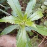 Capraria biflora Листок