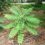 Mahonia aquifolium Folla