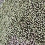 Raoulia petriensis Flor