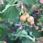 Ribes cereum Fruchs