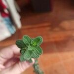 Origanum majorana Blad