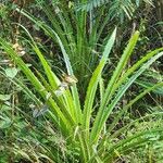 Bromelia pinguin Leaf