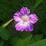 Geranium nodosum Цвят