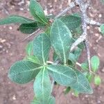 Commiphora glandulosa पत्ता