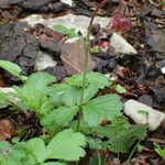 Geum rivale Habitus