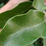 Ficus assamica Leaf