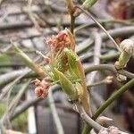 Acer japonicum Květ