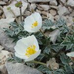 Ranunculus seguieri Autre