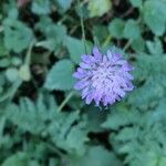 Knautia dipsacifoliaফুল