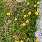 Ranunculus repens Агульны выгляд