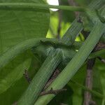 Dioscorea sansibarensis Blatt