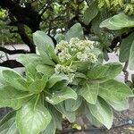Heliotropium arboreum Flor