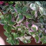 Plectranthus madagascariensisഇല