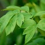 Lamprocapnos spectabilis Leaf