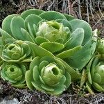 Aeonium aureum Φύλλο