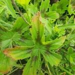 Pelargonium multibracteatum Leaf