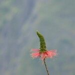 Calliandra calothyrsus Flower