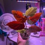 Begonia coccinea Листок