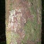 Protium cuneatum Kabuk
