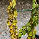 Pisonia aculeata फूल