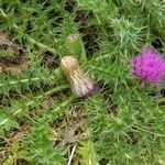 Cirsium acaulon Hoja