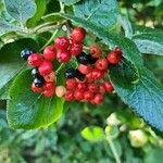 Viburnum lantana Froito