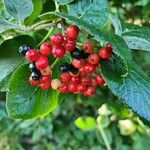 Viburnum lantana Плід