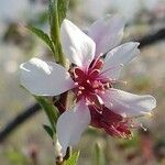 Prunus dulcis Kvet