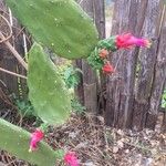 Opuntia cochenillifera Flor