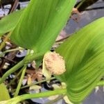 Calla palustris Frucht