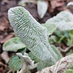 Stachys germanica Blad