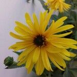 Helianthus x laetiflorusফুল