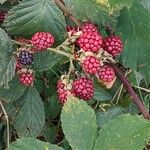 Rubus gratus Frukt