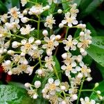 Photinia serratifolia Annet