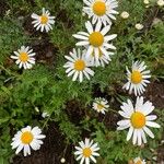 Leucanthemum monspeliense Blomma