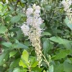 Clethra alnifolia Квітка