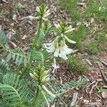 Astragalus racemosus Λουλούδι