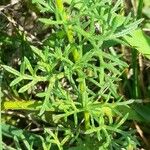 Verbena aristigera Ліст