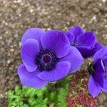 Anemone coronaria Květ