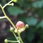 Scrophularia alpestris Кветка